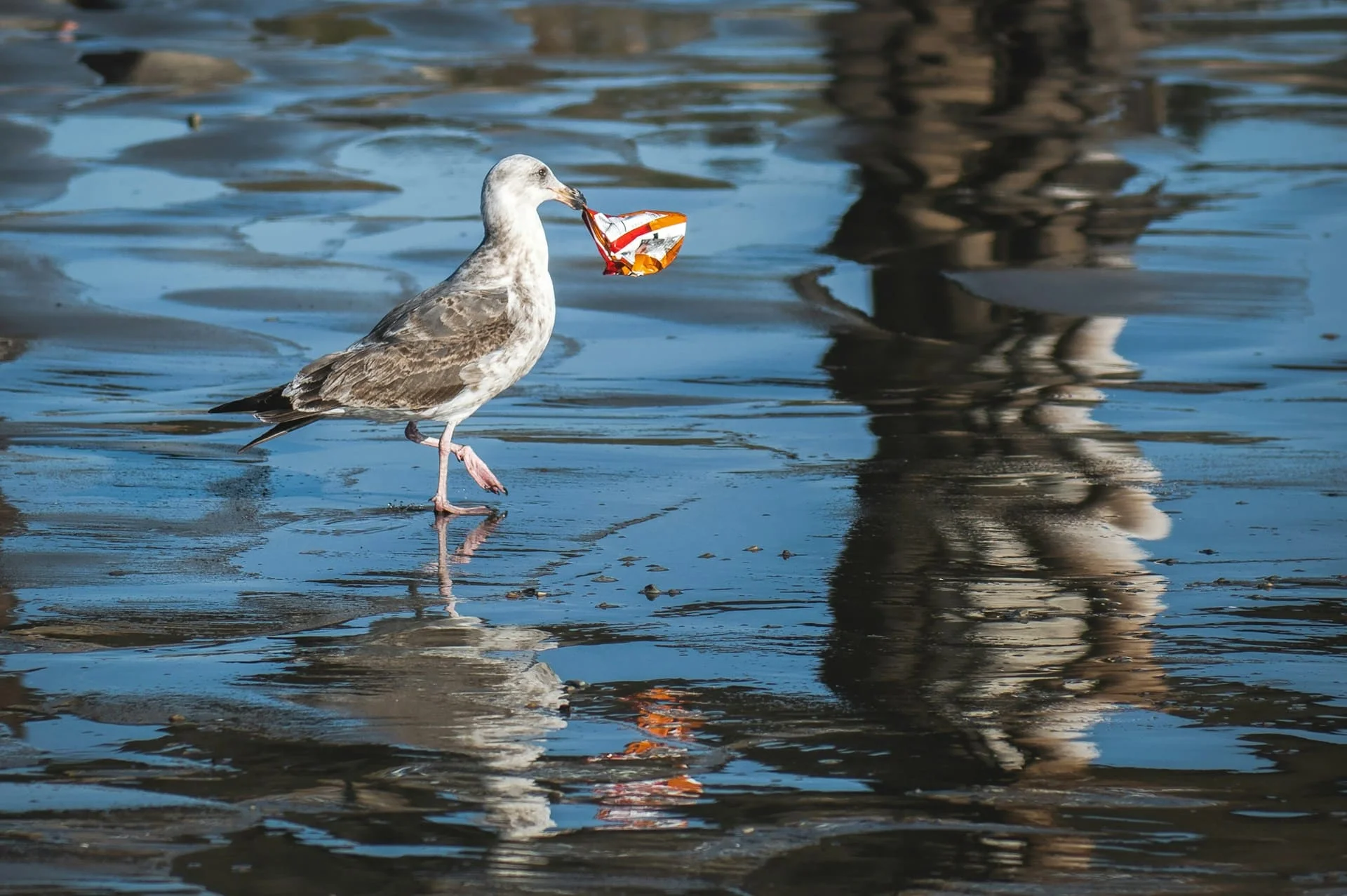 plastic pollution seabird populations