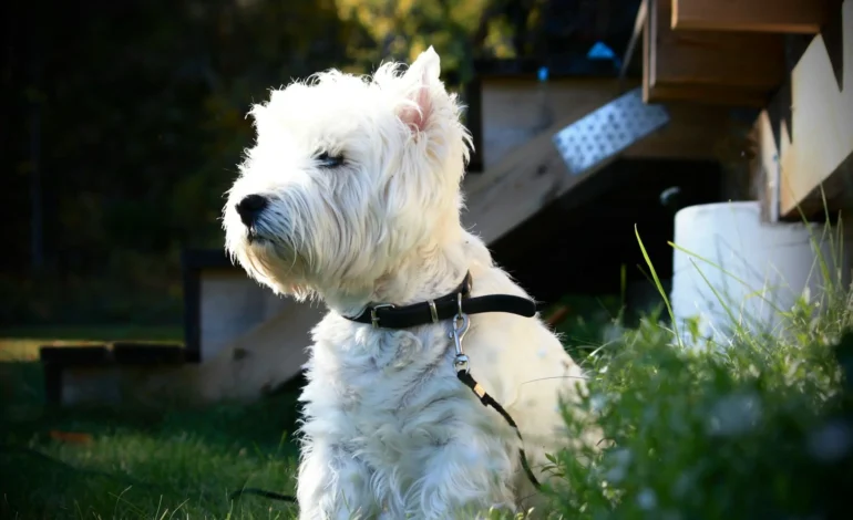 Dog Aging Project