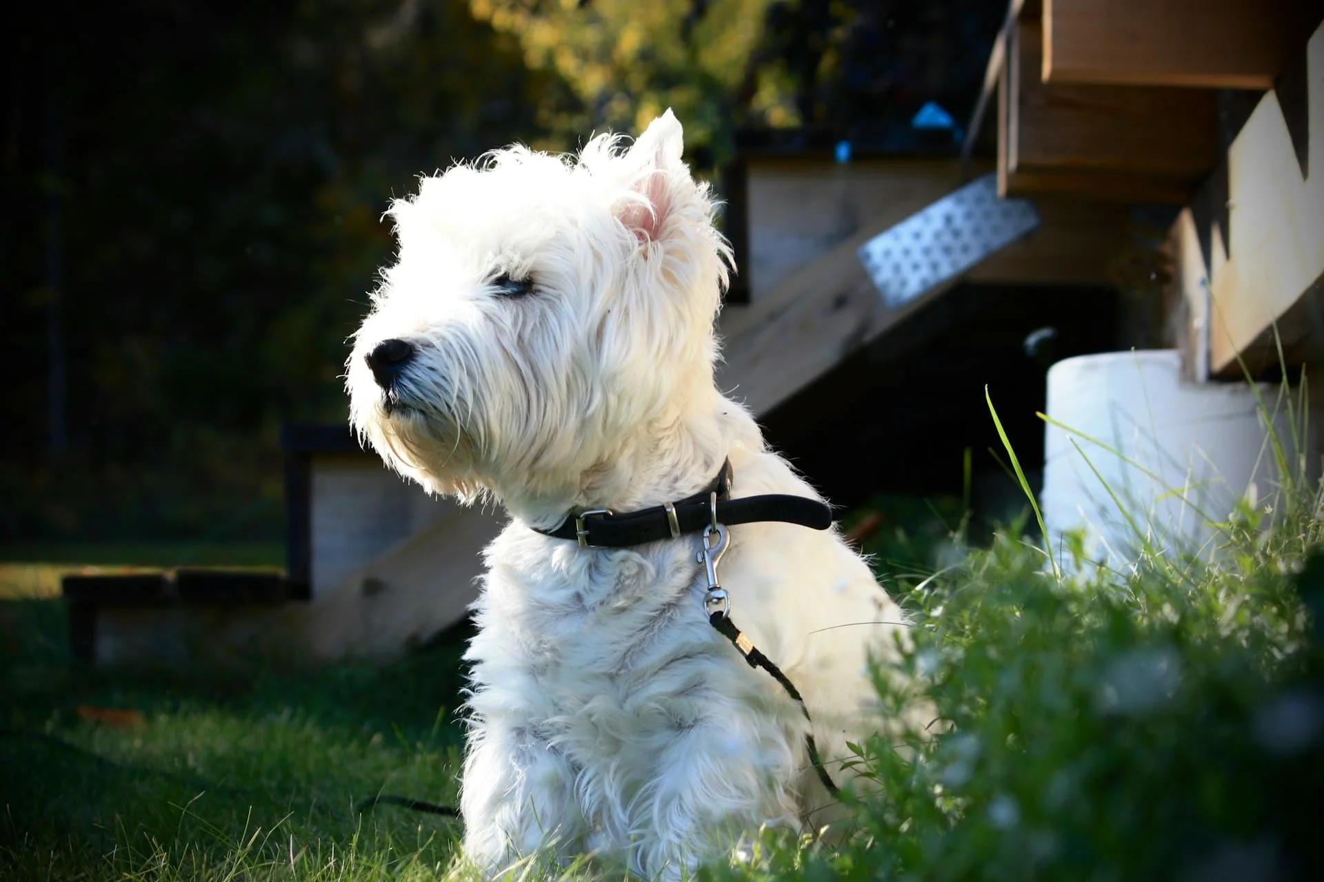 Dog Aging Project