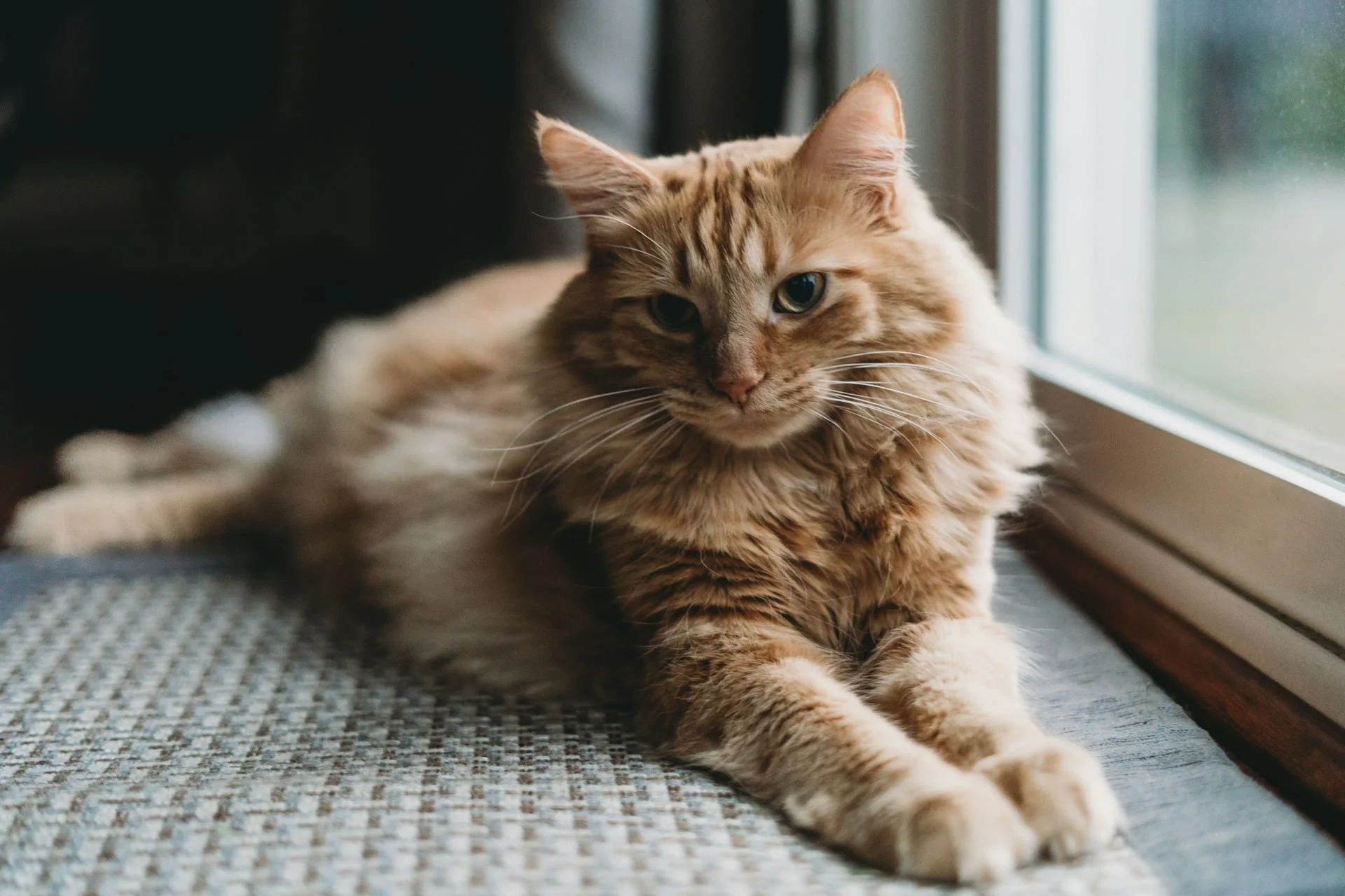 Feline cancer genetics study opens new research path