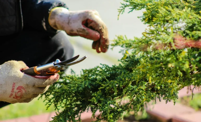 Fulham gardeners prepare to put their best blooms on show