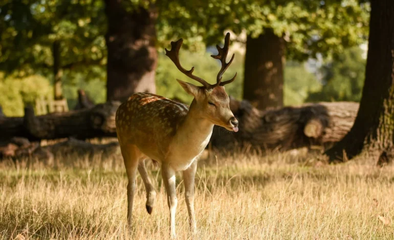 Park visitors warned to keep clear of deer as autumn rut gets underway