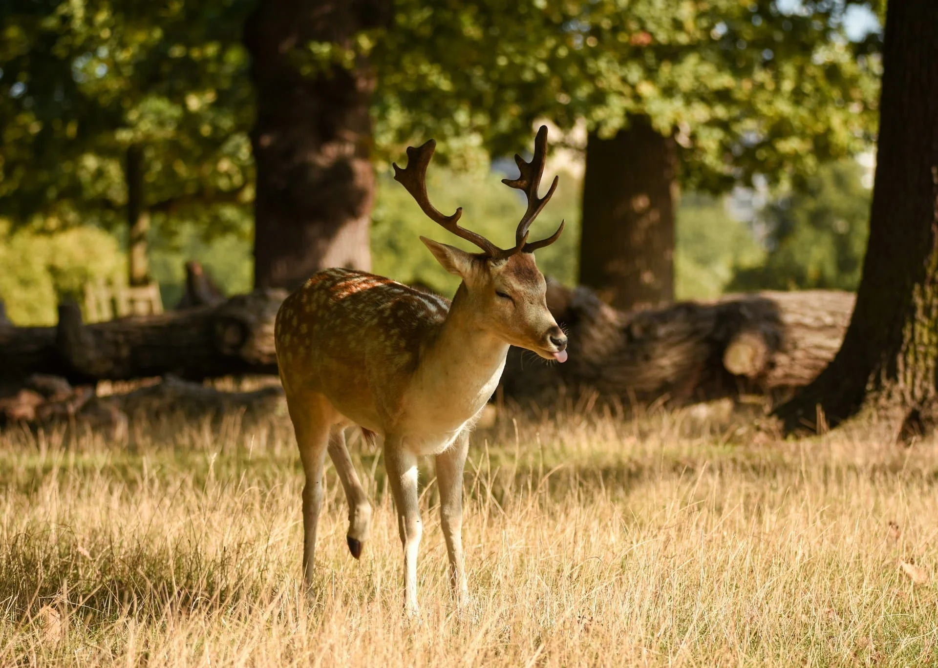 Richmond Park deer rut