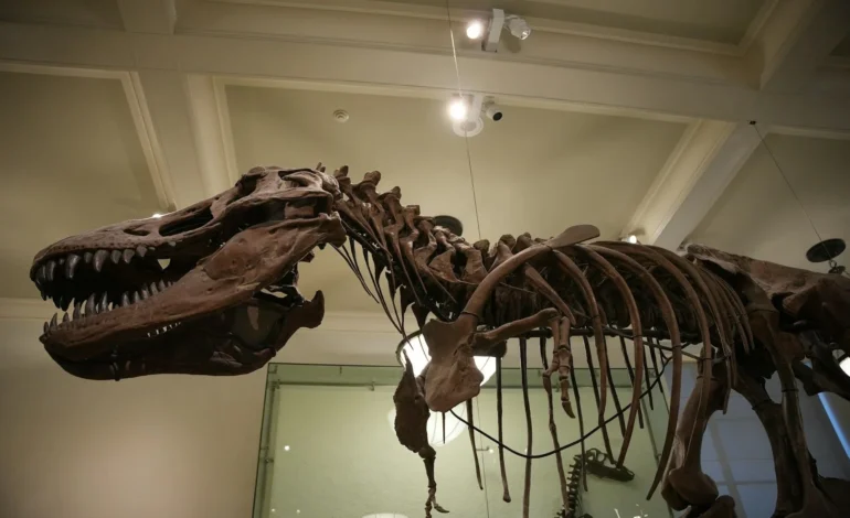 T rex dinosaur skeleton like Scotty in a museum