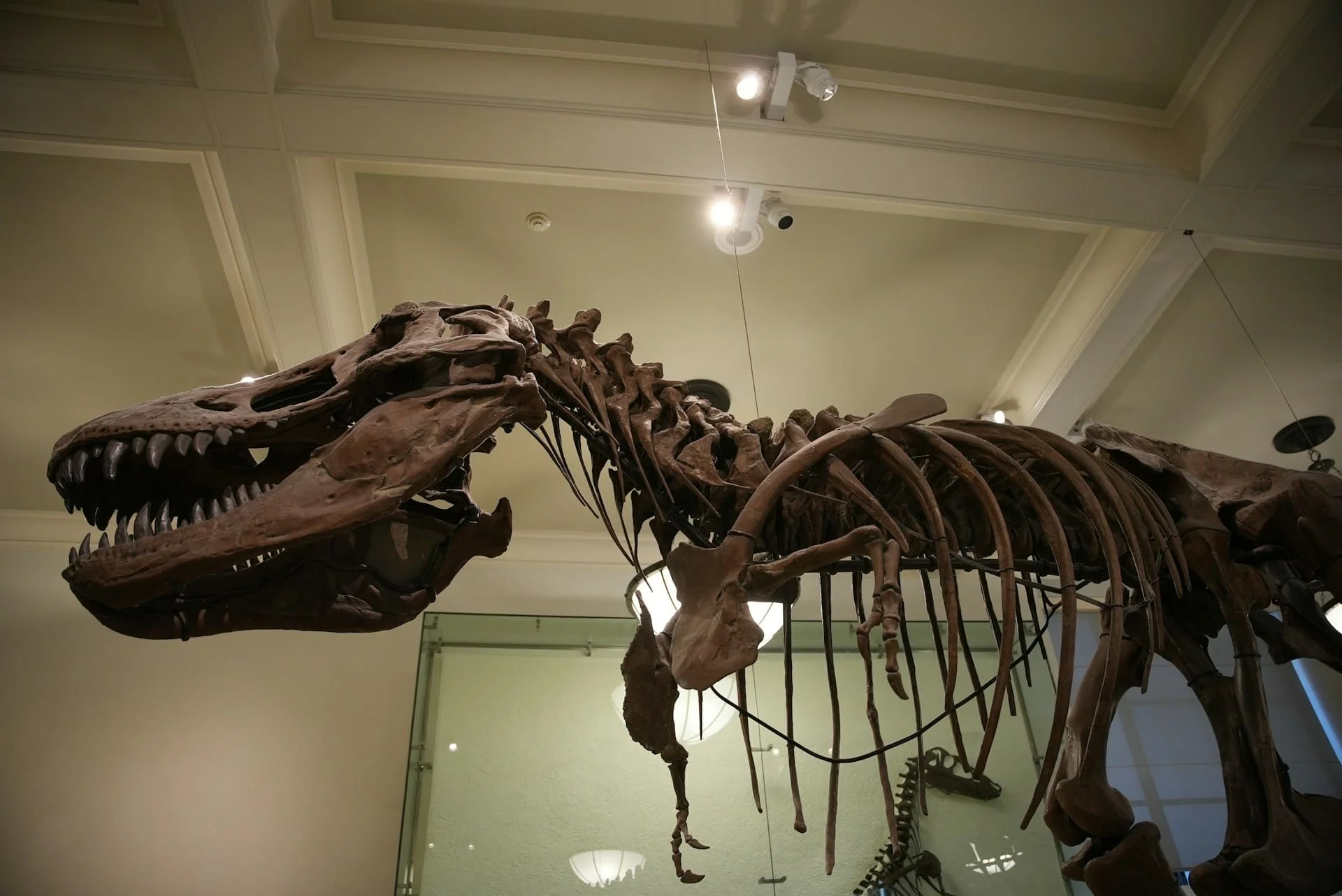 T rex dinosaur skeleton like Scotty in a museum