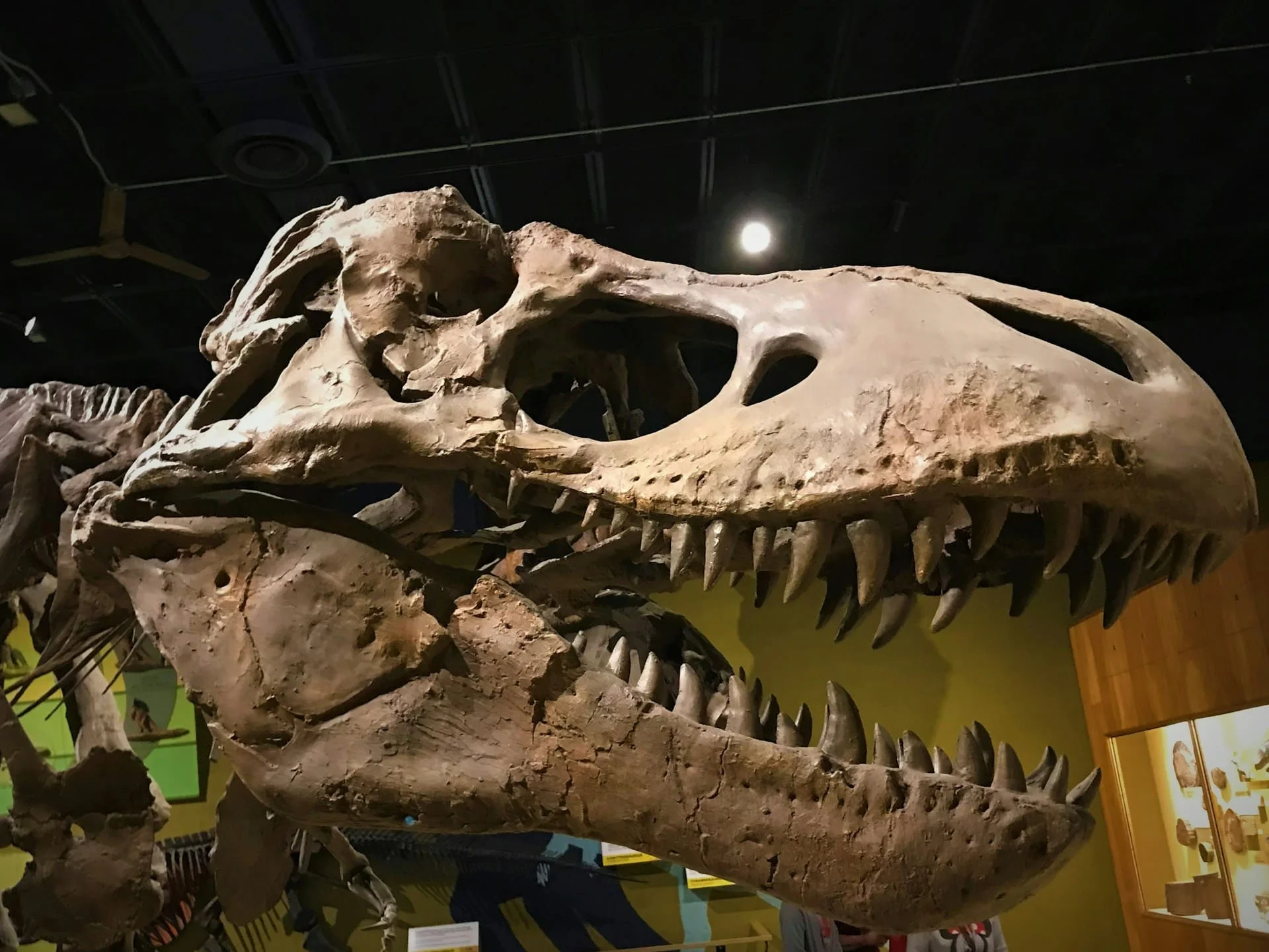 T. rex body temperature