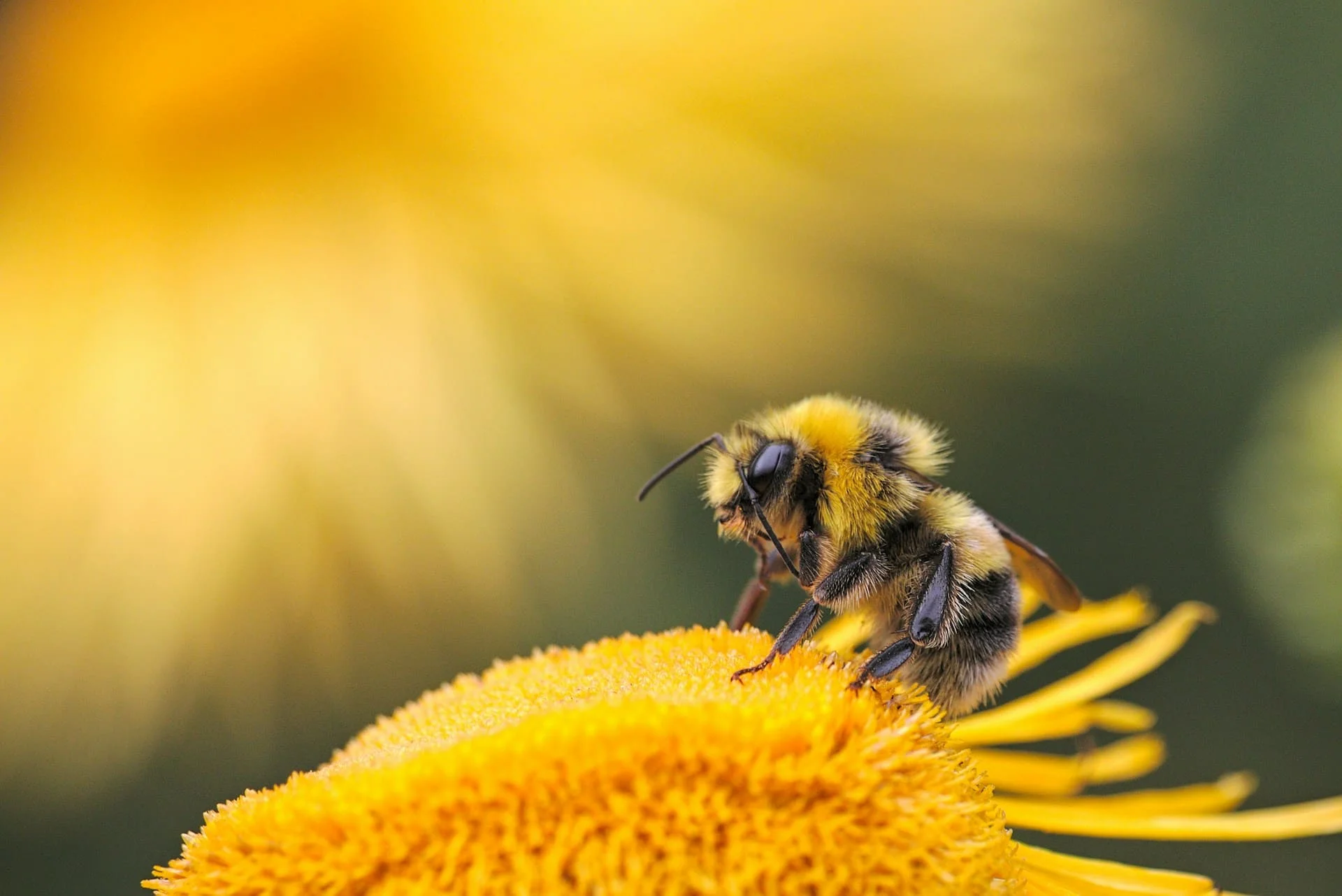 moss carder bumblebee