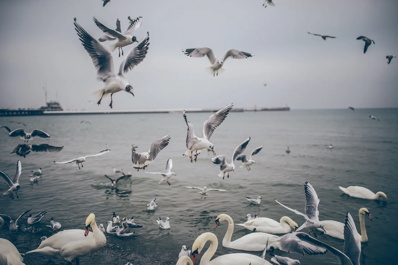 plastic pollution in Lord Howe Island seabirds