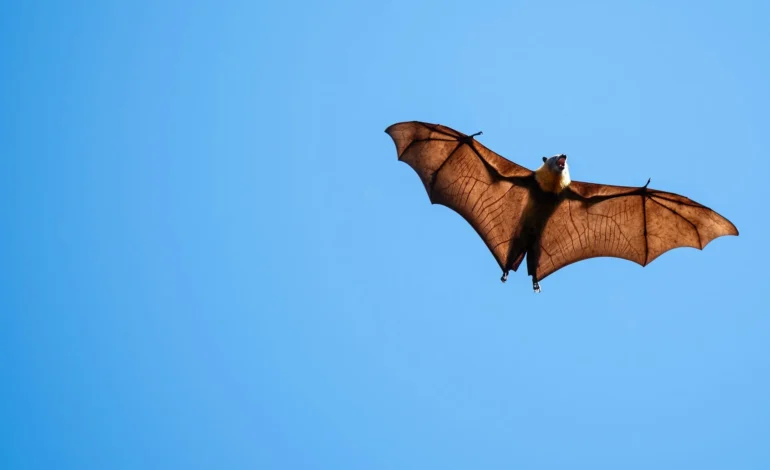 Vesper bats reveal unusual antibody system that may explain virus tolerance