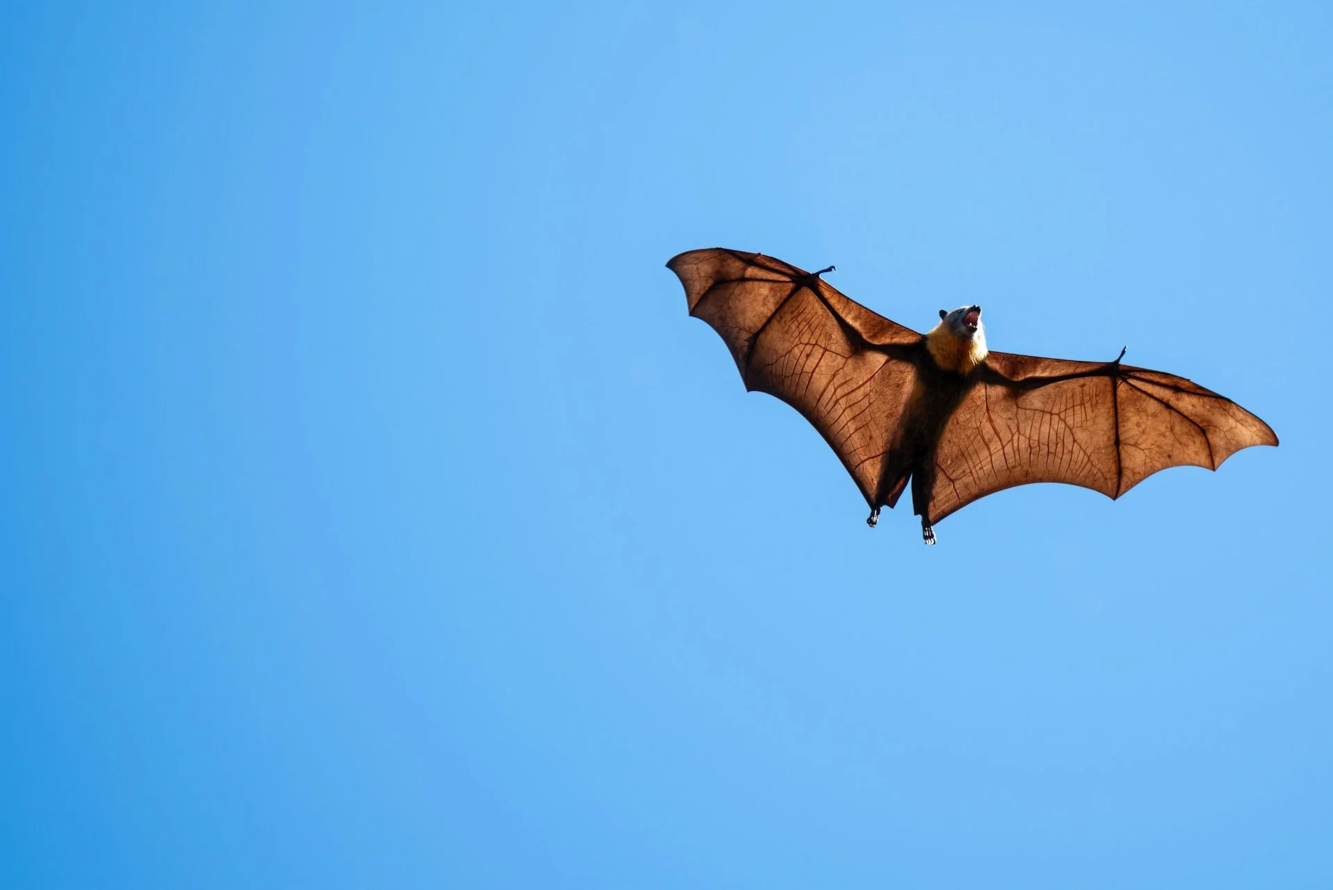 vesper bats immune system