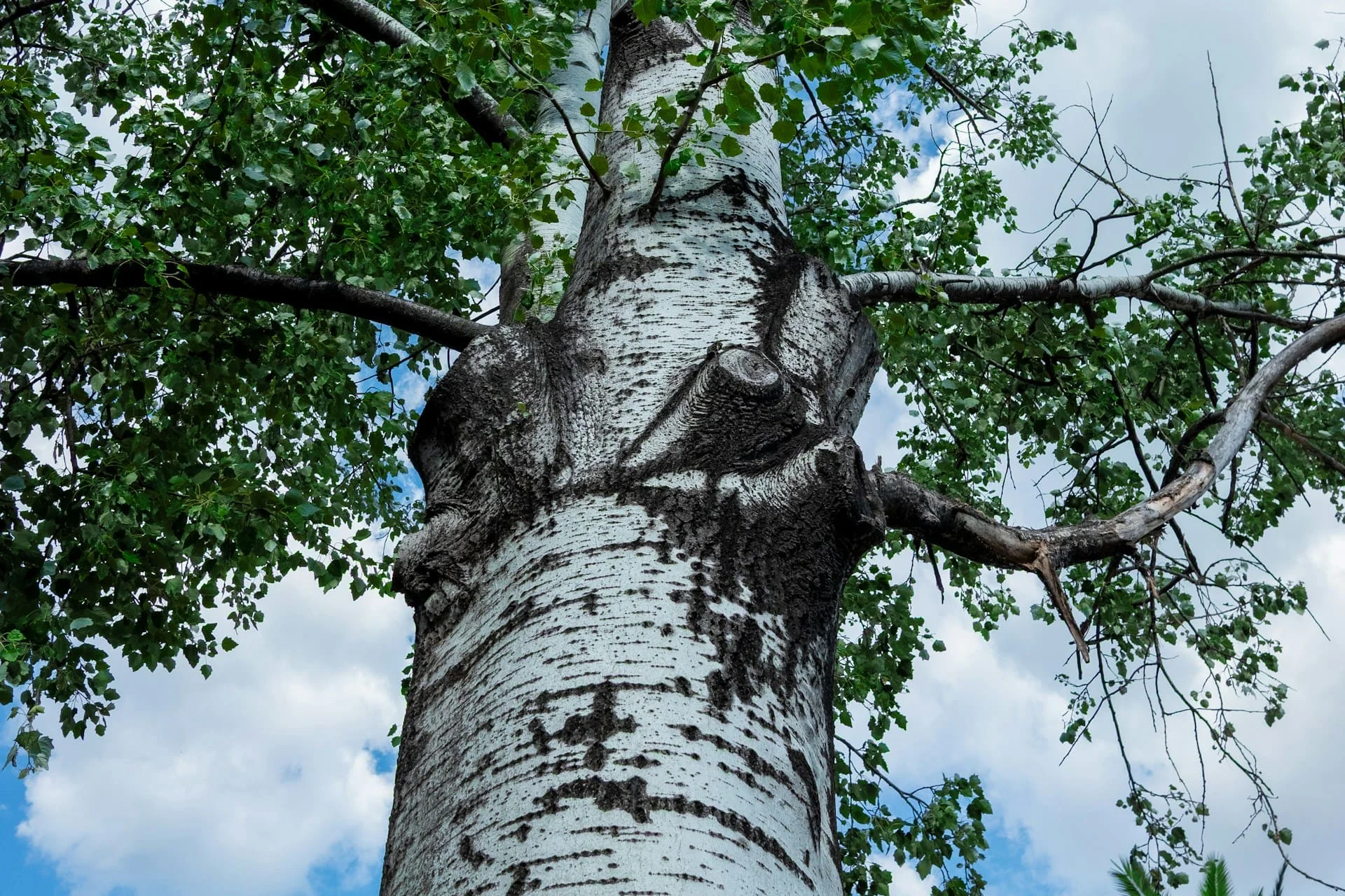 Birch tar antibacterial properties