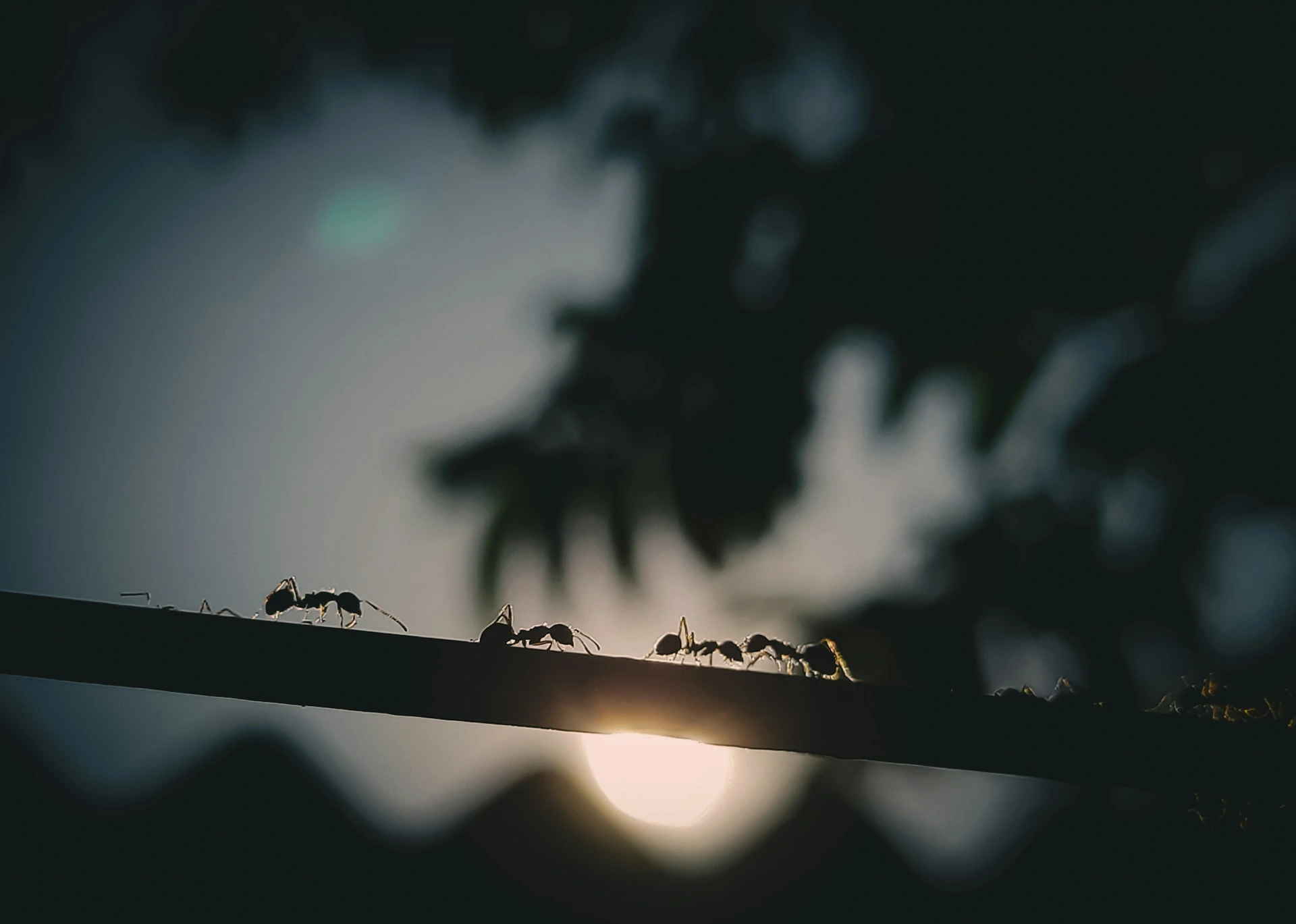 Jumping genes in ant evolution