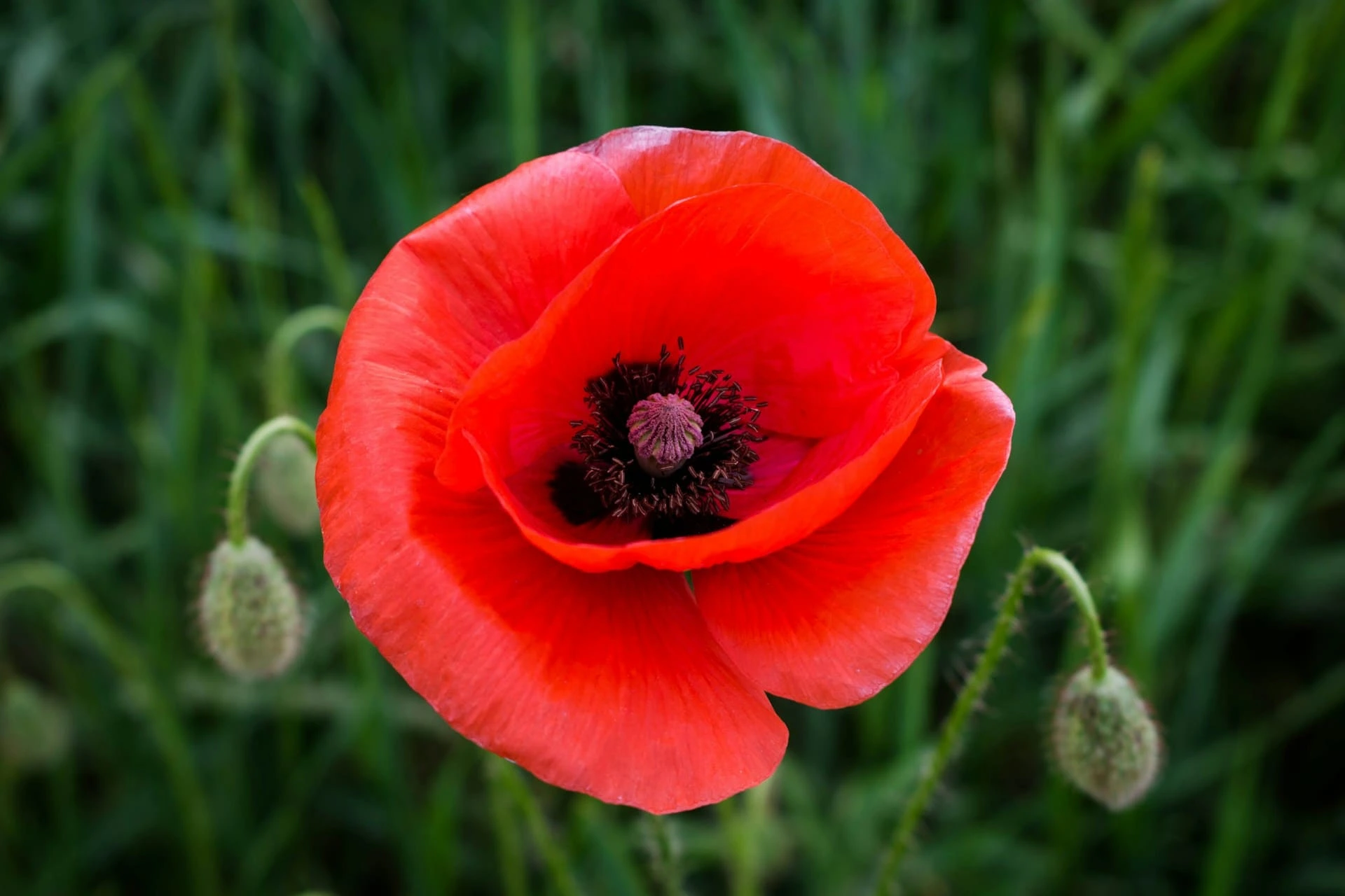 London Poppy Day 2026