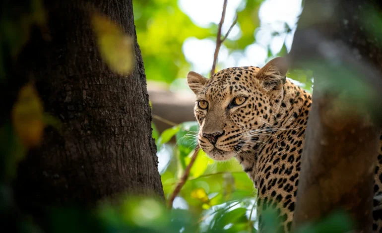 Wildlife Photographer of the Year 2027 Competition Opens in London