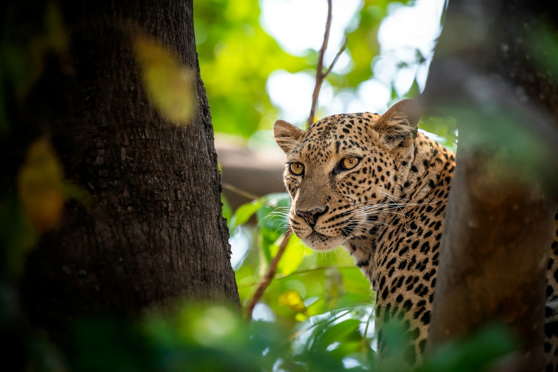Wildlife Photographer of the Year 2027