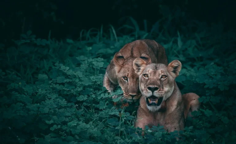 animals animal evolution