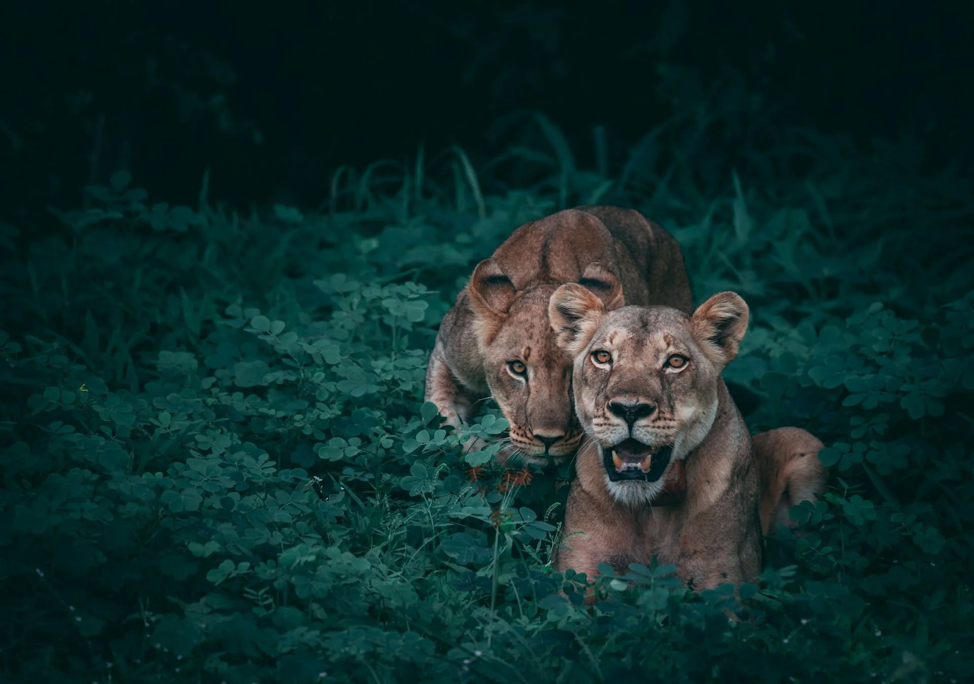 animals animal evolution