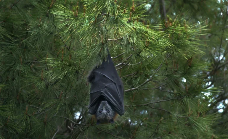bats evolution