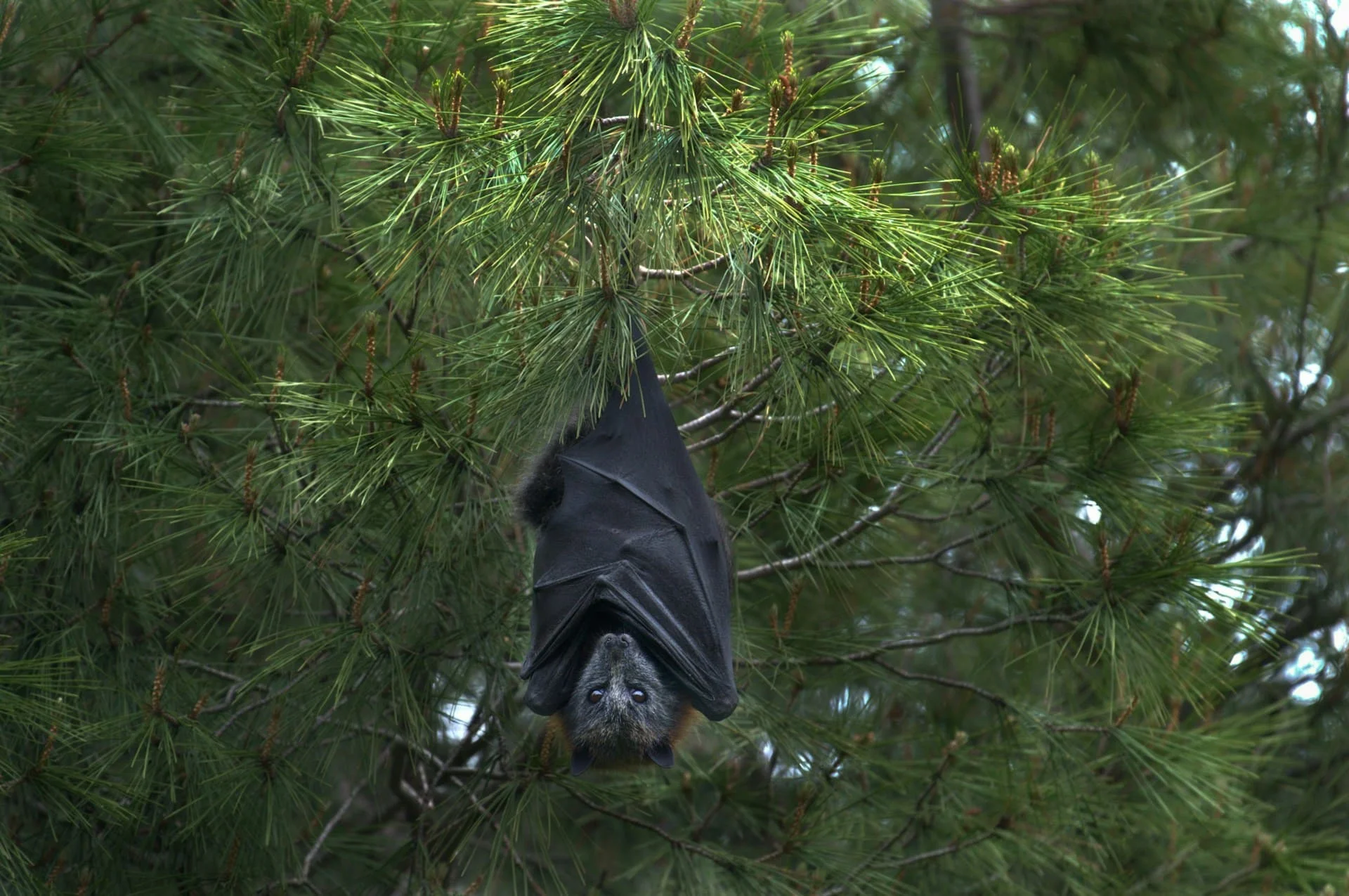 bats evolution
