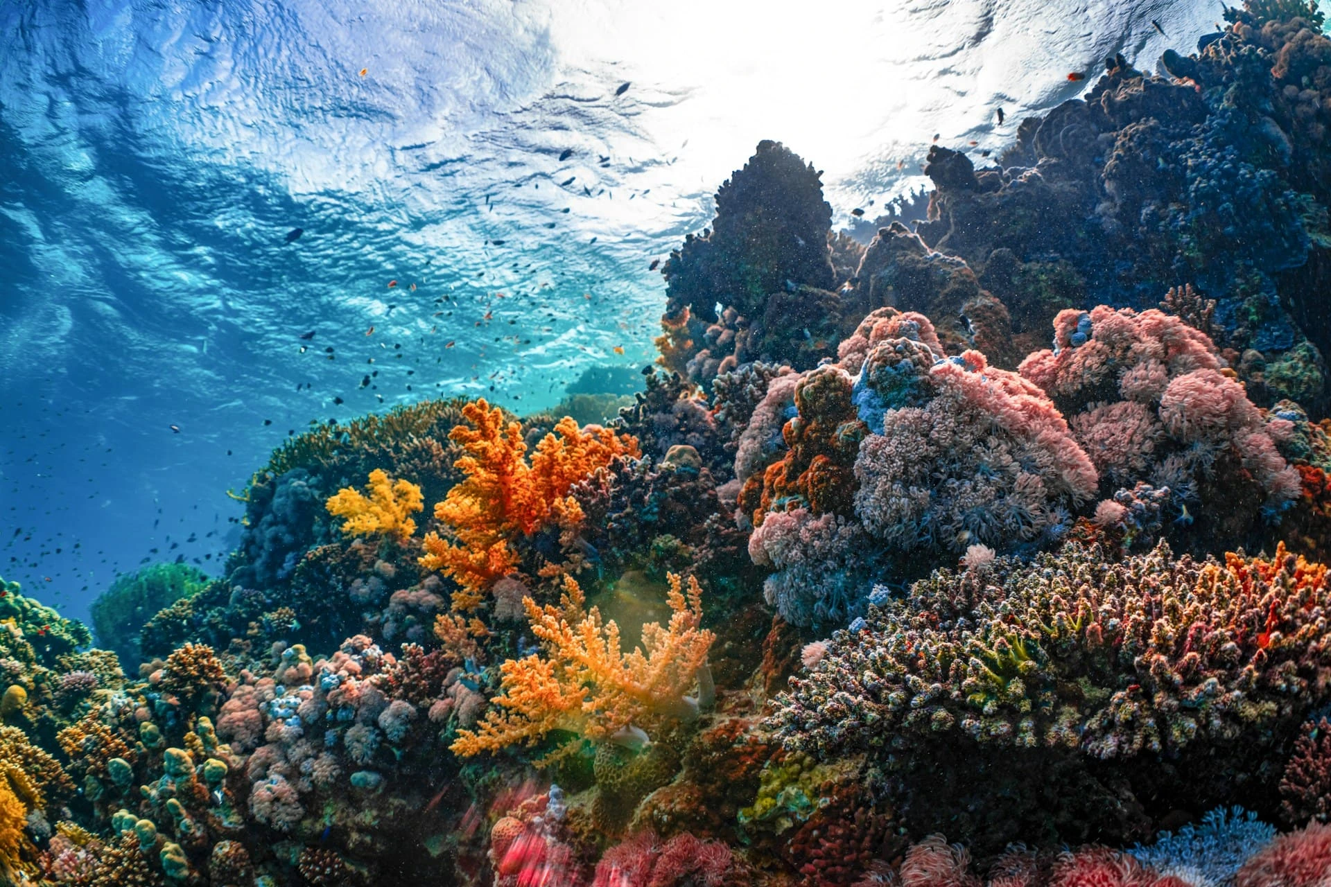 coral bleaching recovery